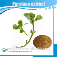 100% натуральный экстракт листьев Herba Portulacae / экстракт поршаня